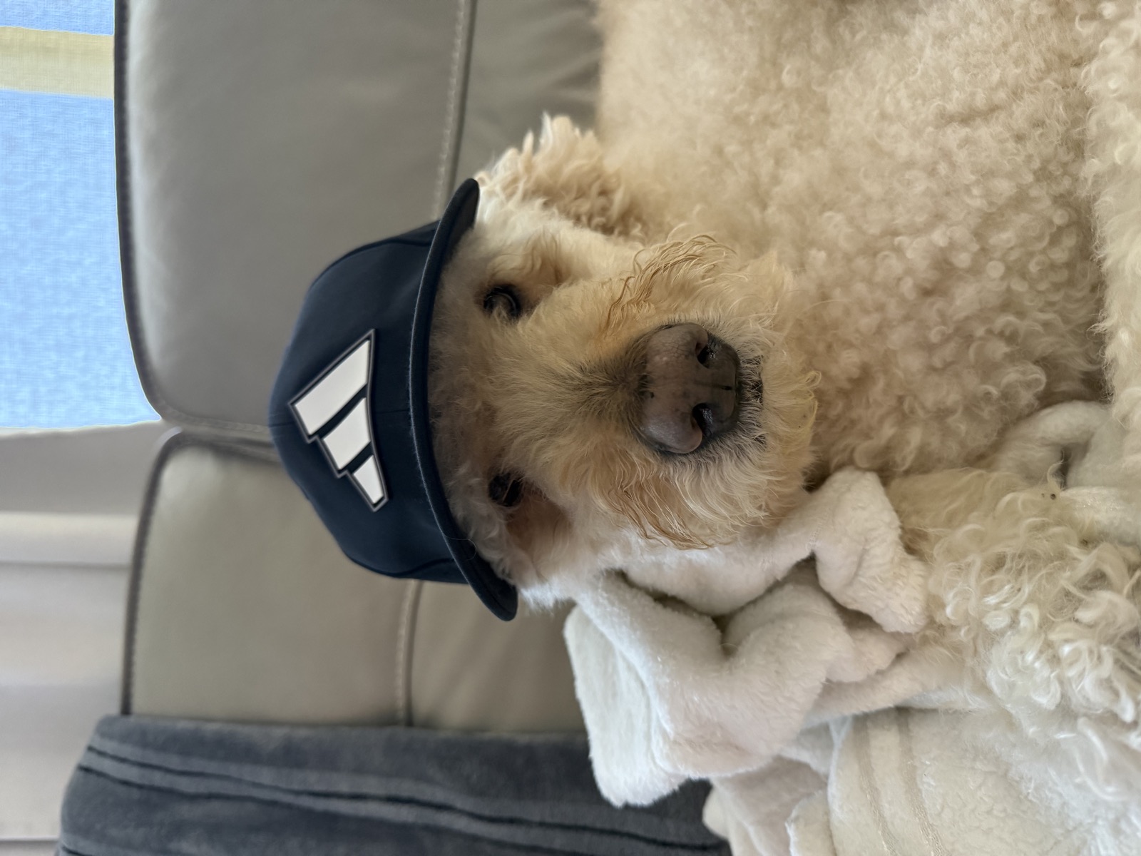 Willy the Goldendoodle